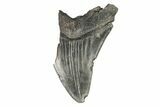 Partial Megalodon Tooth - South Carolina #193981-1